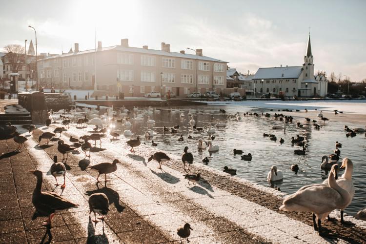 Birds, including ducks and swans, gathered at Tjörnin pond in Reykjavik on a sunny winter day, with snow-covered buildings and a church in the background.