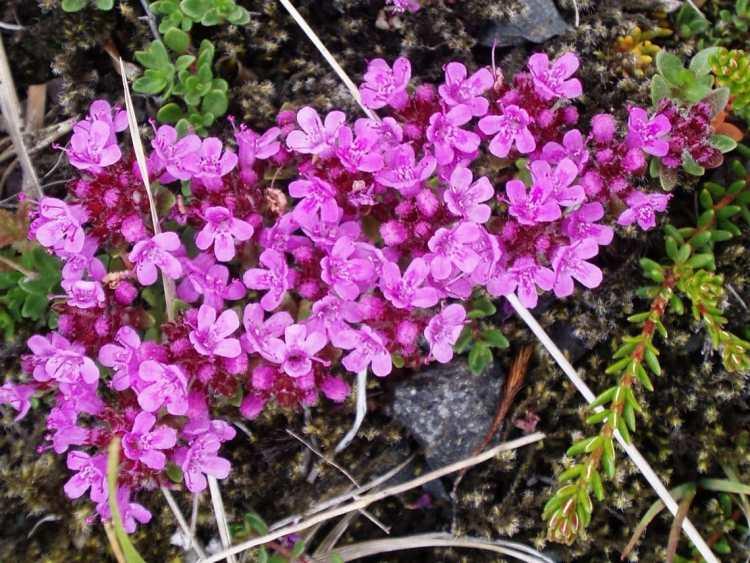 Thymus praecox. It is known locally as blóðberg, meaning "bloodstone".