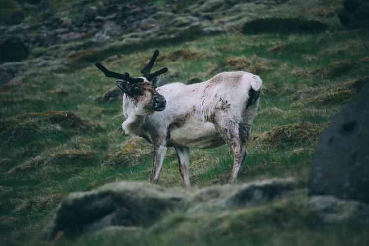Wild reindeer roam free in the East part of Iceland.